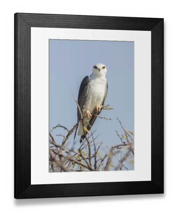 Framed Print : Black-shouldered kite -Elanus caeruleus-, Etosha National Park, Namibia, Africa