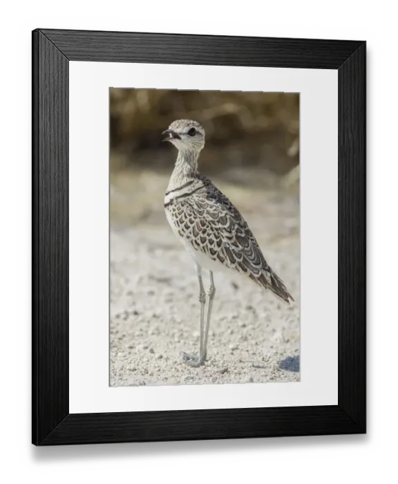 Framed Print : Two-banded courser -Rhinoptilus africanus-, Etosha National Park, Namibia, Africa Framed Print : Two-banded courser -Rhinoptilus africanus-, Etosha National Park, Namibia, Africa