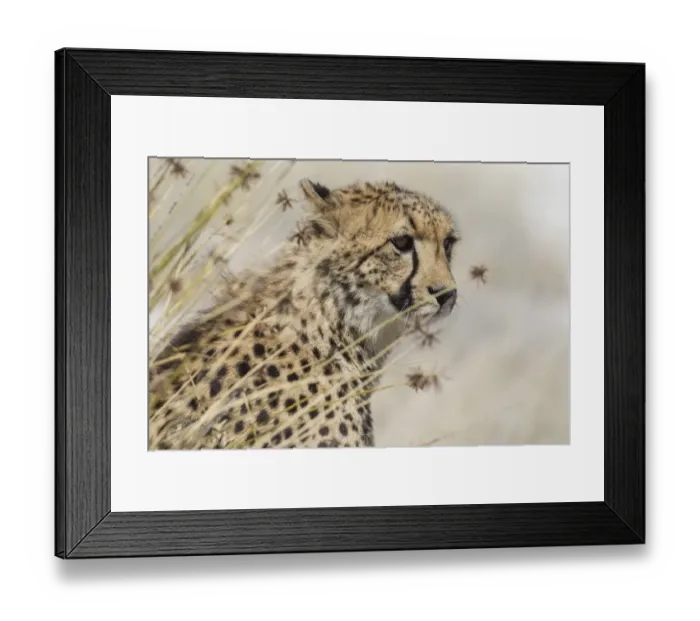 Framed Print : Cheetah -Acinonyx jubatus-, Etosha National Park, Namibia, Africa Framed Print : Cheetah -Acinonyx jubatus-, Etosha National Park, Namibia, Africa