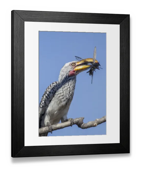 Framed Print : Yellow-billed hornbill -Tockus flavirostris-, Etosha National Park, Namibia, Africa Framed Print : Yellow-billed hornbill -Tockus flavirostris-, Etosha National Park, Namibia, Africa