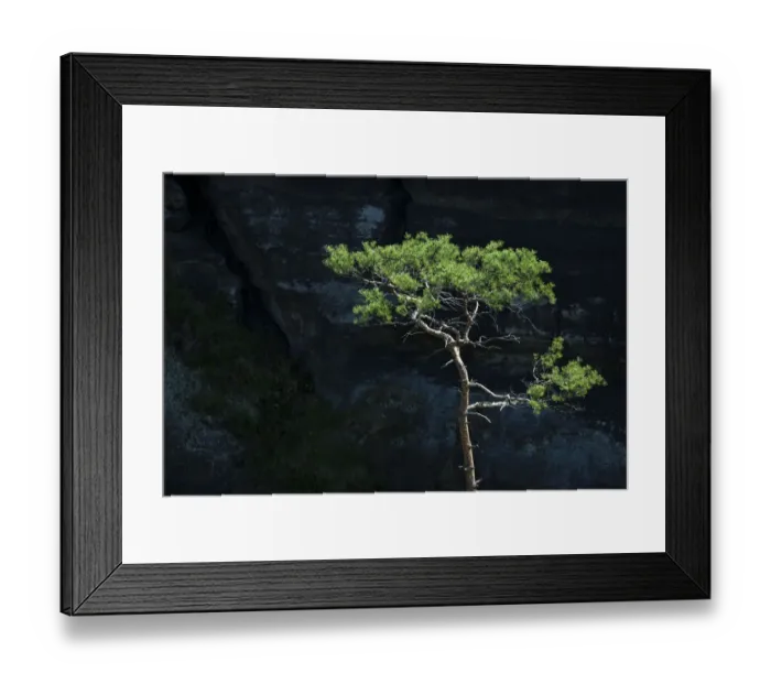 Framed Print : Pine -Pinus sp. - in front of a dark wall of rock in the Elbe Sandstone Mountains near the Schrammsteine rock group, Saxony, Germany, Europe Framed Print : Pine -Pinus sp. - in front of a dark wall of rock in the Elbe Sandstone Mountains near the Schrammsteine rock group, Saxony, Germany, Europe
