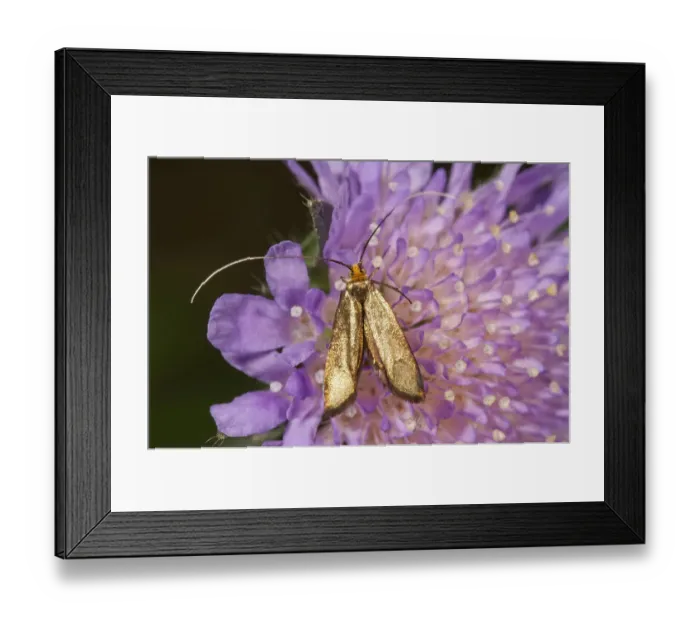 Framed Print : Brassy long-horn -Nemophora metallica-, female looking for nectar, Untergroeningen, Baden-Wuerttemberg, Germany, Europe Framed Print : Brassy long-horn -Nemophora metallica-, female looking for nectar, Untergroeningen, Baden-Wuerttemberg, Germany, Europe