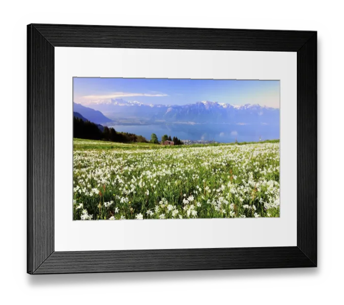 Framed Print : Meadow with white daffodils at Lake Geneva, Mt Dents du Midi at the back, Montreux, Canton of Vaud, Switzerland Framed Print : Meadow with white daffodils at Lake Geneva, Mt Dents du Midi at the back, Montreux, Canton of Vaud, Switzerland