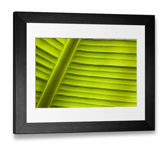 Framed Print : Banana -Musa sp. -, detail of leaf, Cornwall, England, United Kingdom Framed Print : Banana -Musa sp. -, detail of leaf, Cornwall, England, United Kingdom