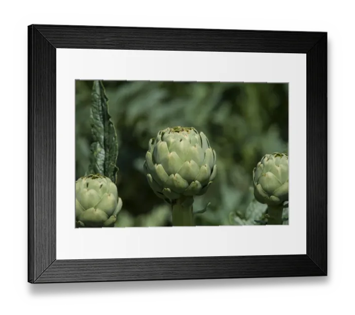 Framed Print : Artichokes -Cynara cardunculus-, Brittany, France Framed Print : Artichokes -Cynara cardunculus-, Brittany, France