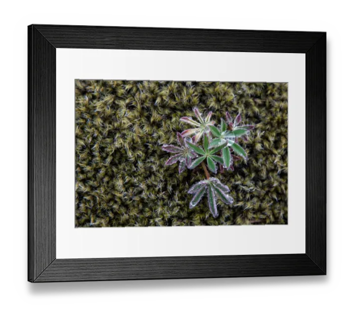 Framed Print : Moss, emerging Lupine -Lupinus-, Iceland Framed Print : Moss, emerging Lupine -Lupinus-, Iceland