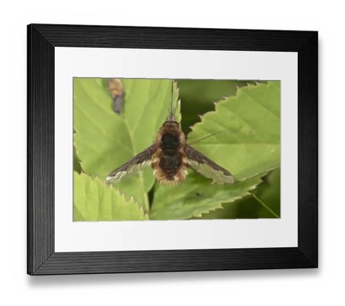 Framed Print : Large bee fly -Bombylius major- basking, Untergroeningen, Baden-Wuerttemberg, Germany, Europe
