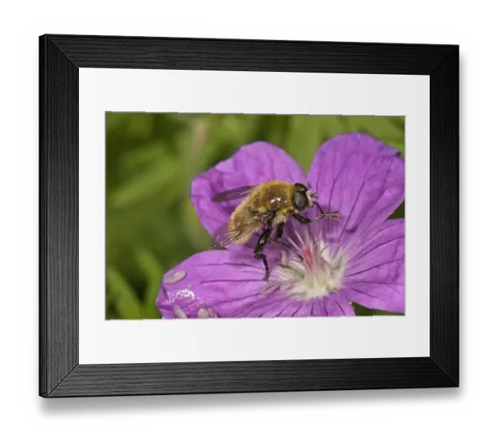 Framed Print : Large narcissus fly -Merodon equestris-, male eating pollen from bloody cranesbill -Geranium sanguineum-, Untergroeningen, Baden-Wuerttemberg, Germany, Europe Framed Print : Large narcissus fly -Merodon equestris-, male eating pollen from bloody cranesbill -Geranium sanguineum-, Untergroeningen, Baden-Wuerttemberg, Germany, Europe