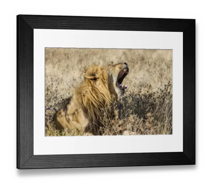 Framed Print : Lion -Panthera leo-, male, mouth wide open, Etosha National Park, Namibia, Africa Framed Print : Lion -Panthera leo-, male, mouth wide open, Etosha National Park, Namibia, Africa