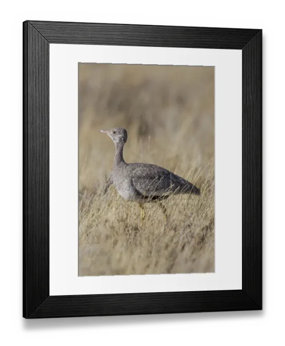 Framed Print : Black korhaan -Eupodotis afra-, Etosha National Park, Namibia, Africa