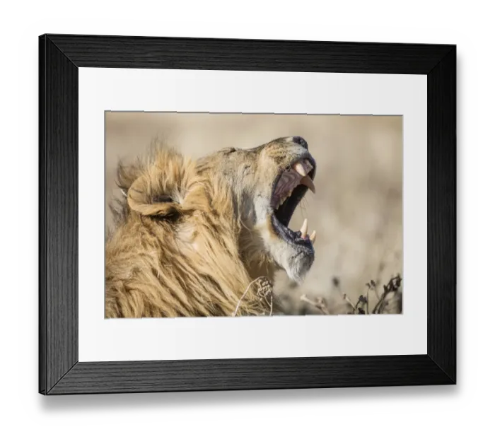 Framed Print : Lion -Panthera leo-, male, mouth wide open, Etosha National Park, Namibia, Africa Framed Print : Lion -Panthera leo-, male, mouth wide open, Etosha National Park, Namibia, Africa