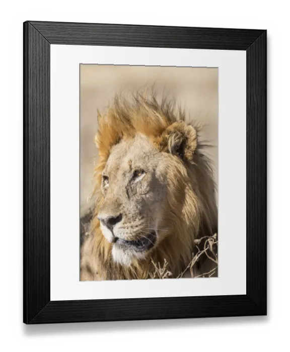 Framed Print : Lion -Panthera leo-, male, Etosha National Park, Namibia, Africa
