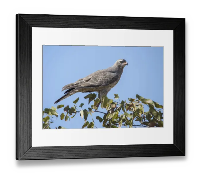 Framed Print : Pale chanting goshawk -Melierax canorus-, juvenile, Etosha National Park, Namibia, Africa Framed Print : Pale chanting goshawk -Melierax canorus-, juvenile, Etosha National Park, Namibia, Africa