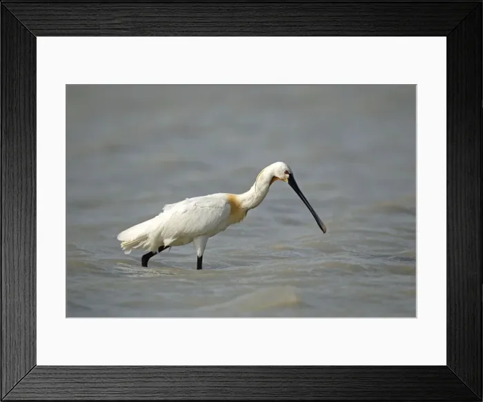 Framed Print : Eurasian spoonbill -Platalea leucorodia-, Burgenland, Austria, Europe Framed Print : Eurasian spoonbill -Platalea leucorodia-, Burgenland, Austria, Europe