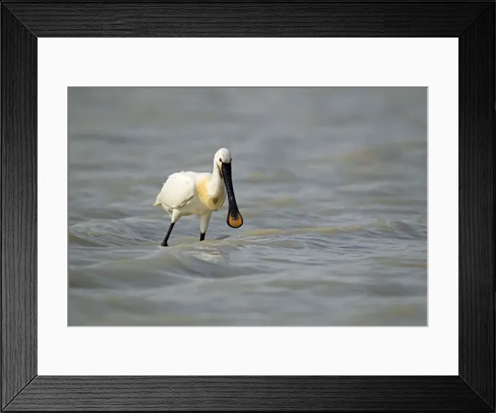 Framed Print : Eurasian spoonbill -Platalea leucorodia-, Burgenland, Austria, Europe