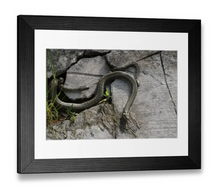 Framed Print : Grass snakes -Natrix natrix-, four males courting a large female, Lake Balaton, Hungary, Europe Framed Print : Grass snakes -Natrix natrix-, four males courting a large female, Lake Balaton, Hungary, Europe