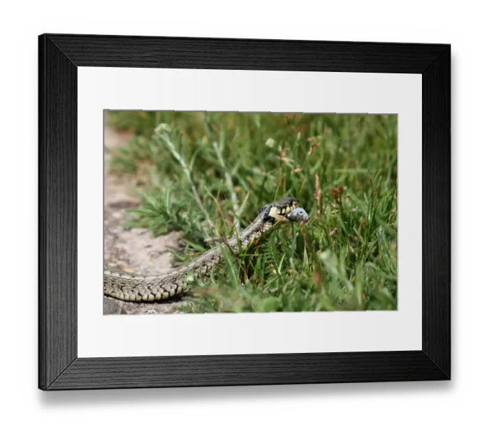 Framed Print : Grass snake -Natrix natrix- with a captured Belica or Moderlieschen -Leucaspius delineatus-, Lake Balaton, Hungary, Europe Framed Print : Grass snake -Natrix natrix- with a captured Belica or Moderlieschen -Leucaspius delineatus-, Lake Balaton, Hungary, Europe