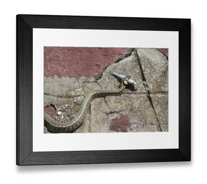 Framed Print : Grass snake -Natrix natrix- with a captured Belica or Moderlieschen -Leucaspius delineatus-, Lake Balaton, Hungary, Europe Framed Print : Grass snake -Natrix natrix- with a captured Belica or Moderlieschen -Leucaspius delineatus-, Lake Balaton, Hungary, Europe