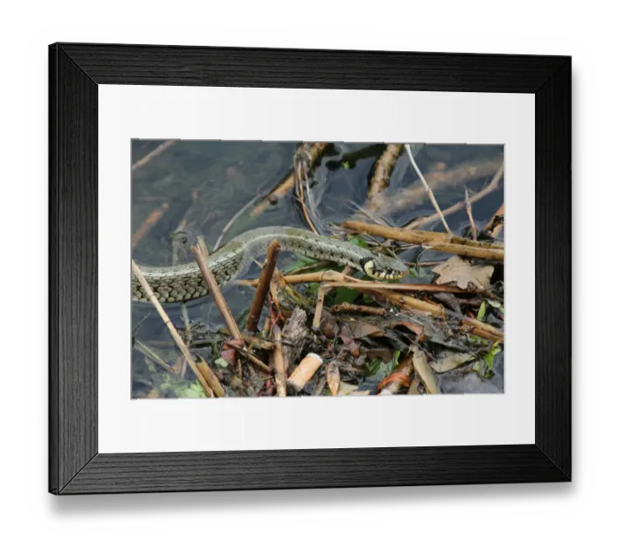 Framed Print : Grass snake -Natrix natrix- in the water, Lake Balaton, Hungary, Europe Framed Print : Grass snake -Natrix natrix- in the water, Lake Balaton, Hungary, Europe