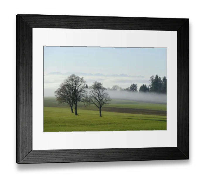 Framed Print : English Oak or Pedunculate Oak -Quercus robur, Quercus petraea- surrounded by autumnal fog, Lindenberg, Horben, Canton of Aargau, Switzerland, Europe Framed Print : English Oak or Pedunculate Oak -Quercus robur, Quercus petraea- surrounded by autumnal fog, Lindenberg, Horben, Canton of Aargau, Switzerland, Europe