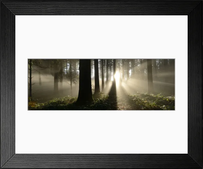 Framed Print : Autumnal fog mood in a mixed forest, Horben, Aargau, Switzerland, Europe Framed Print : Autumnal fog mood in a mixed forest, Horben, Aargau, Switzerland, Europe