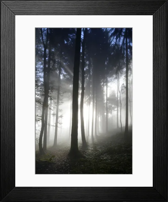 Framed Print : Autumnal fog mood in a mixed forest, Horben, Aargau, Switzerland, Europe Framed Print : Autumnal fog mood in a mixed forest, Horben, Aargau, Switzerland, Europe