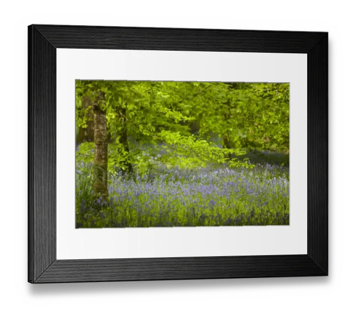 Framed Print : Bluebells -Hyacinthoides non-scripta- in flower, Cornwall, England, United Kingdom Framed Print : Bluebells -Hyacinthoides non-scripta- in flower, Cornwall, England, United Kingdom