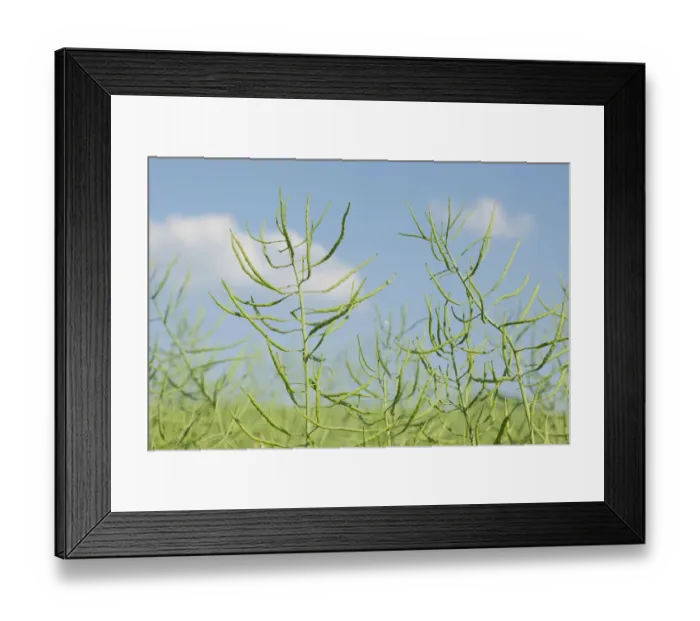 Framed Print : Oilseed Rape -Brassica napus-, unripe, pods, Thuringia, Germany Framed Print : Oilseed Rape -Brassica napus-, unripe, pods, Thuringia, Germany