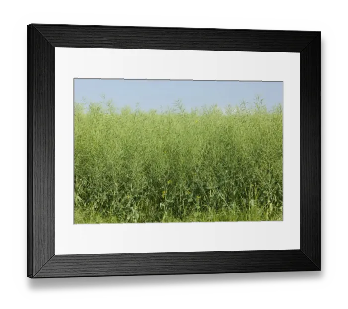 Framed Print : Oilseed Rape -Brassica napus-, unripe, Thuringia, Germany Framed Print : Oilseed Rape -Brassica napus-, unripe, Thuringia, Germany