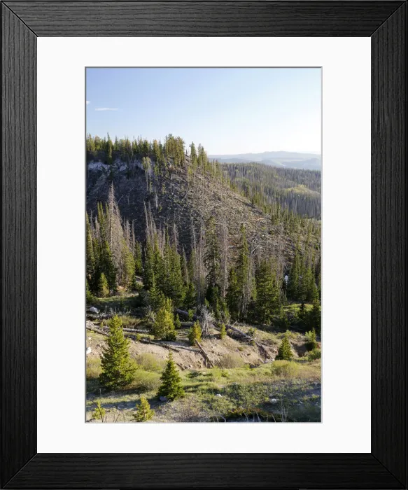 Framed Print : Felled pine trees after a storm, Brian Head, Utah, USA Framed Print : Felled pine trees after a storm, Brian Head, Utah, USA
