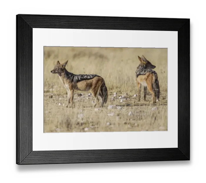 Framed Print : Black-backed jackals -Canis mesomeles-, Etosha National Park, Namibia, Africa Framed Print : Black-backed jackals -Canis mesomeles-, Etosha National Park, Namibia, Africa