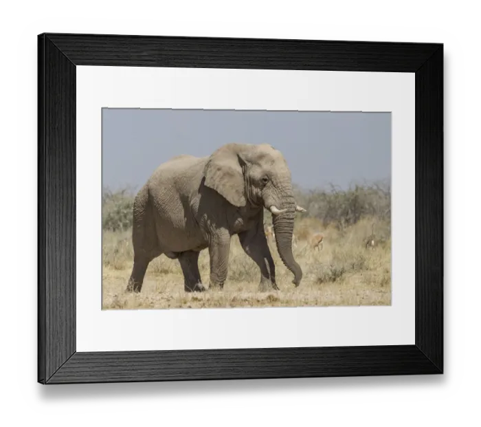 Framed Print : African Elephant -Loxodonta africana-, Etosha National Park, Namibia, Africa Framed Print : African Elephant -Loxodonta africana-, Etosha National Park, Namibia, Africa