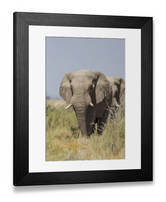 Framed Print : African Elephant -Loxodonta africana-, Etosha National Park, Namibia, Africa