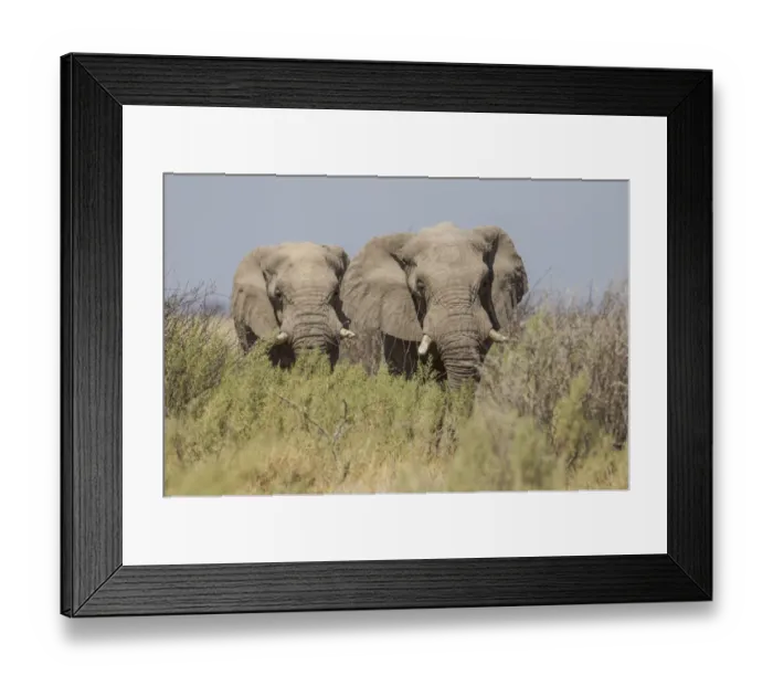 Framed Print : Two African elephants -Loxodonta africana-, Etosha National Park, Namibia, Africa Framed Print : Two African elephants -Loxodonta africana-, Etosha National Park, Namibia, Africa