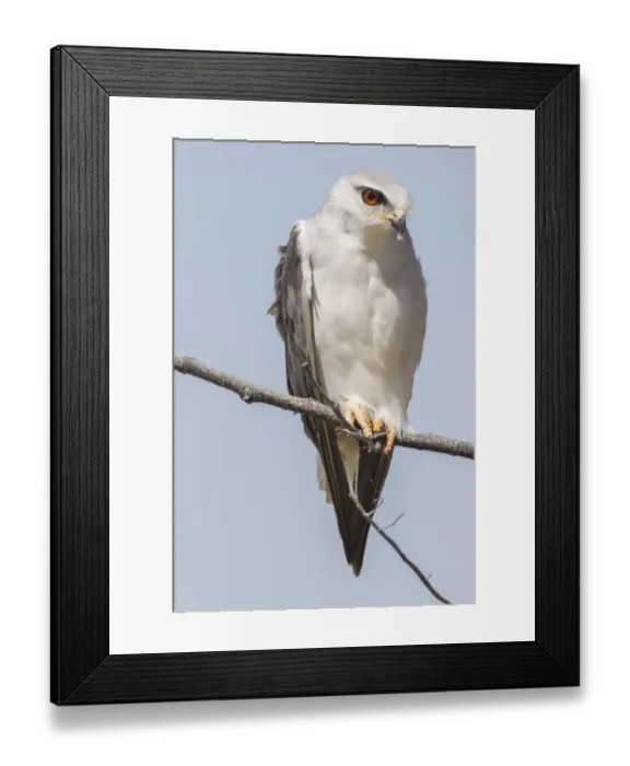 Framed Print : Black-shouldered kite -Elanus caeruleus-, Etosha National Park, Namibia, Africa Framed Print : Black-shouldered kite -Elanus caeruleus-, Etosha National Park, Namibia, Africa