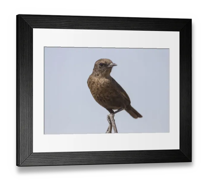 Framed Print : Ant-eating chat -Myrmecocichla formicivora-, Etosha National Park, Namibia, Africa Framed Print : Ant-eating chat -Myrmecocichla formicivora-, Etosha National Park, Namibia, Africa