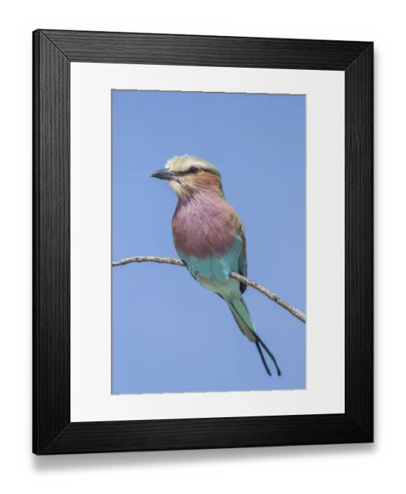 Framed Print : Lilac-breasted roller -Coracias caudatus-, Etosha National Park, Namibia, Africa