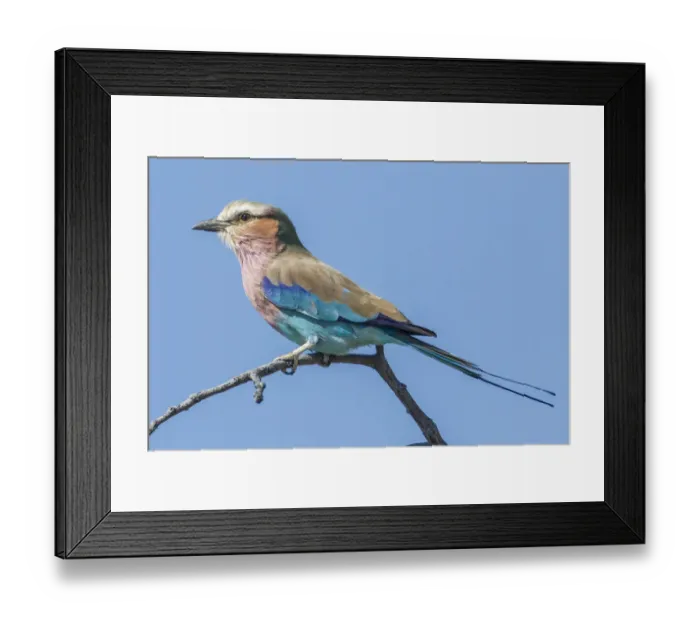 Framed Print : Lilac-breasted roller -Coracias caudatus-, Etosha National Park, Namibia, Africa