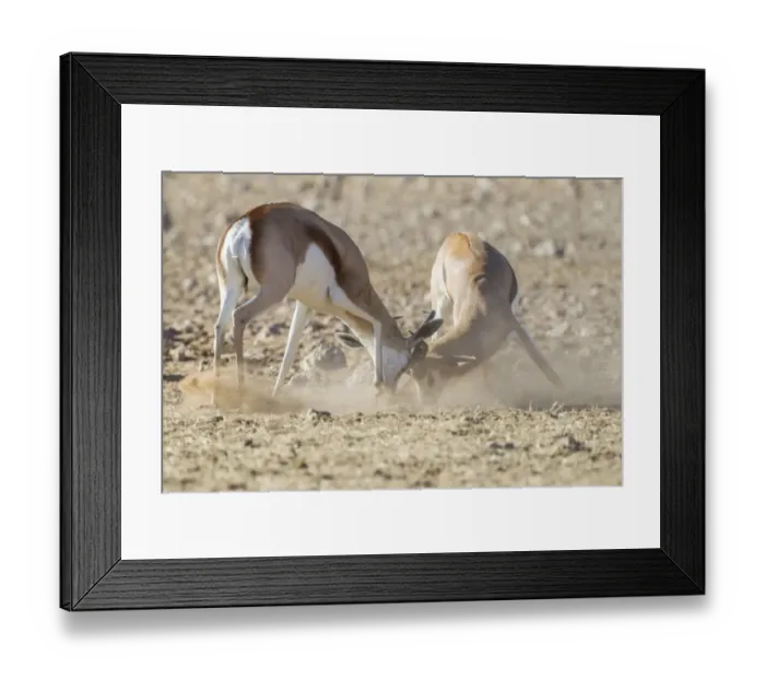 Framed Print : Springboks -Antidorcas marsupialis-, Etosha National Park, Namibia, Africa Framed Print : Springboks -Antidorcas marsupialis-, Etosha National Park, Namibia, Africa