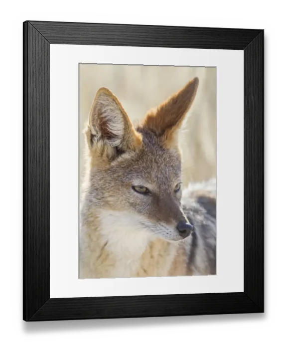 Framed Print : Black-backed jackal -Canis mesomeles-, Etosha National Park, Namibia, Africa Framed Print : Black-backed jackal -Canis mesomeles-, Etosha National Park, Namibia, Africa