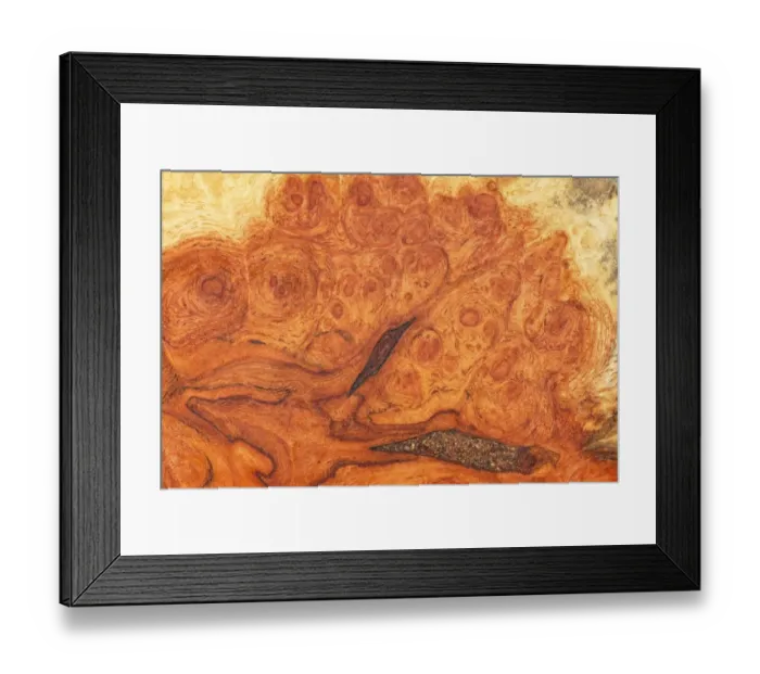 Framed Print : Root wood, detail view, little old box