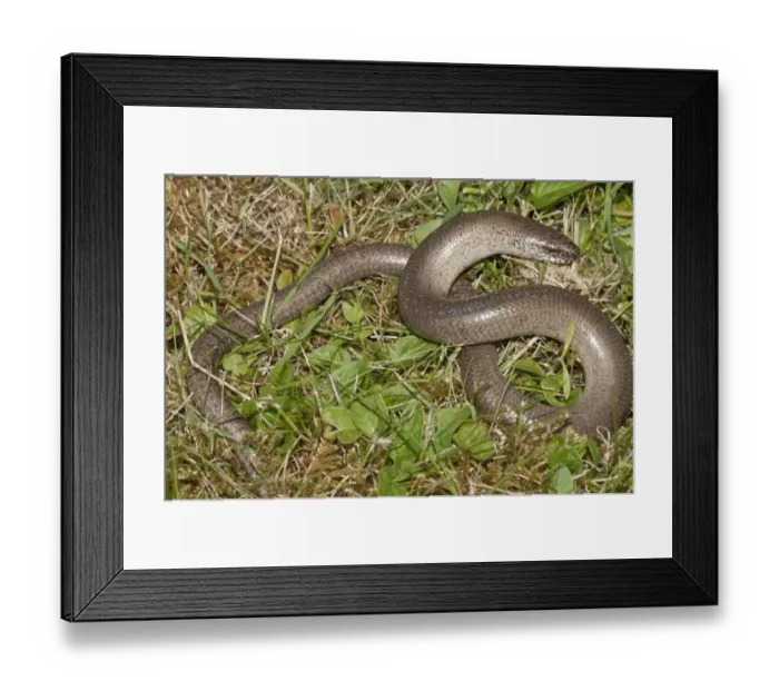 Framed Print : Slow Worm -Anguis fragilis-, Untergroeningen, Baden-Wuerttemberg, Germany, Europe Framed Print : Slow Worm -Anguis fragilis-, Untergroeningen, Baden-Wuerttemberg, Germany, Europe