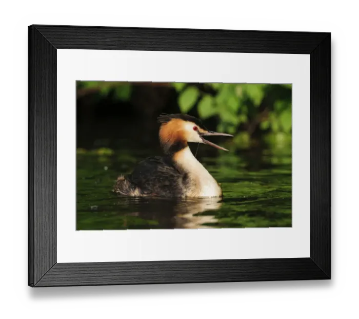 Framed Print : Great Crested Grebe -Podiceps cristatus- with open beak on the Alster, Hamburg, Germany Framed Print : Great Crested Grebe -Podiceps cristatus- with open beak on the Alster, Hamburg, Germany