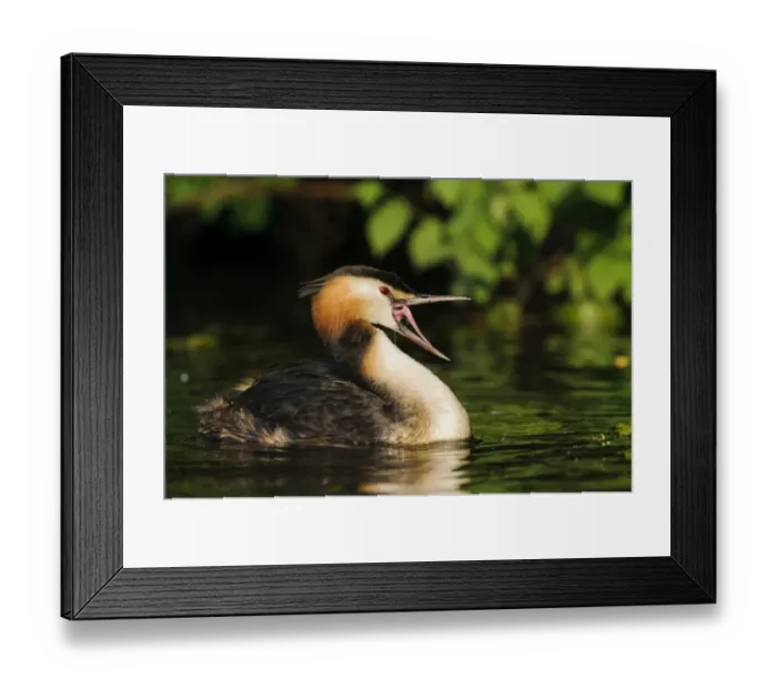 Framed Print : Great Crested Grebe -Podiceps cristatus- with open beak on the Alster, Hamburg, Germany Framed Print : Great Crested Grebe -Podiceps cristatus- with open beak on the Alster, Hamburg, Germany