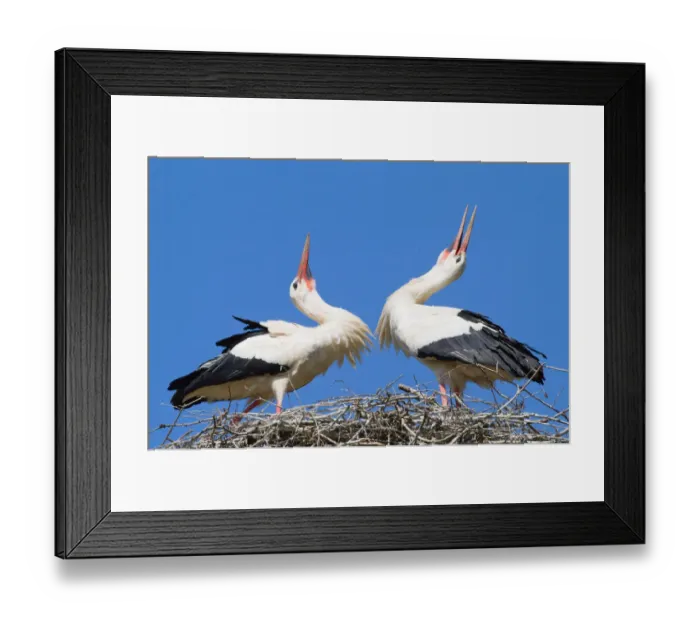 Framed Print : Two White Storks -Ciconia ciconia- welcoming each other to the nest, North Hesse, Hesse, Germany Framed Print : Two White Storks -Ciconia ciconia- welcoming each other to the nest, North Hesse, Hesse, Germany