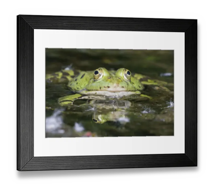 Framed Print : Edible Frog -Pelophylax kl. Esculentus-, North Hesse, Hesse, Germany Framed Print : Edible Frog -Pelophylax kl. Esculentus-, North Hesse, Hesse, Germany