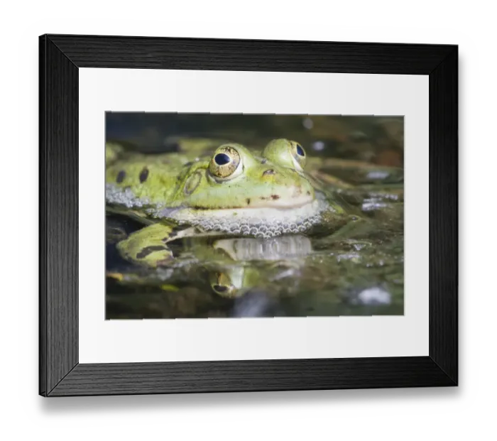 Framed Print : Edible Frog -Pelophylax kl. Esculentus-, North Hesse, Hesse, Germany Framed Print : Edible Frog -Pelophylax kl. Esculentus-, North Hesse, Hesse, Germany
