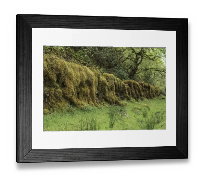 Framed Print : Old stone wall overgrown with moss in a forest, Drumnadrochit, Scotland, United Kingdom