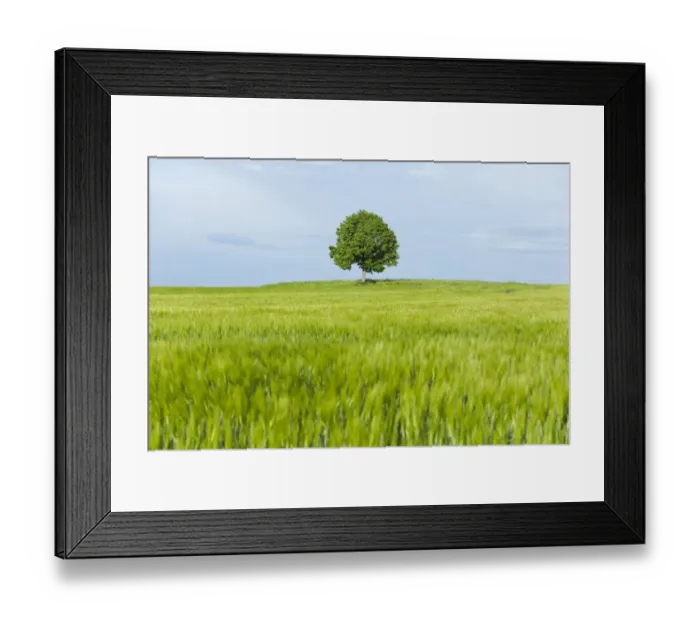 Framed Print : Solitary Lime tree -Tilia spp. - and wooden bench at a barley field, Bavaria, Germany