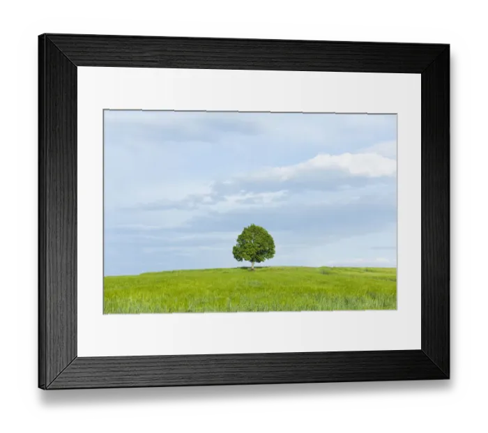 Framed Print : Solitary Lime tree -Tilia spp. - and wooden bench at a barley field, Bavaria, Germany Framed Print : Solitary Lime tree -Tilia spp. - and wooden bench at a barley field, Bavaria, Germany